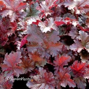 Heuchera 'Chocolate' RUFFLES™ Series