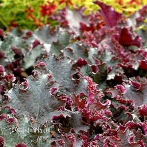 Heuchera 'Chocolate' RUFFLES™ Series
