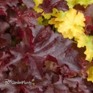 Heuchera 'Chocolate' RUFFLES™ Series