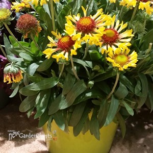 Blanket Flower, 'Fanfare™ Citronella'