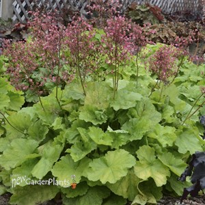 'Pretty Pistachio' Coral Bells
