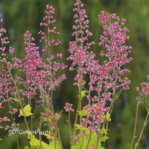 'Pretty Pistachio' Coral Bells