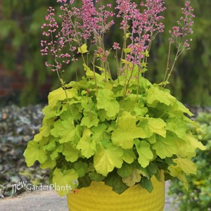 'Pretty Pistachio' Coral Bells