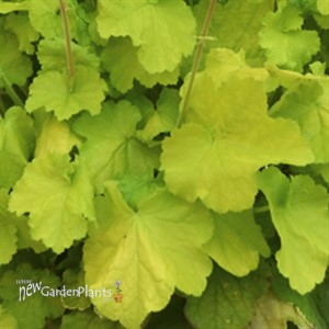 'Pretty Pistachio' Coral Bells