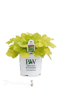 'Pretty Pistachio' Coral Bells