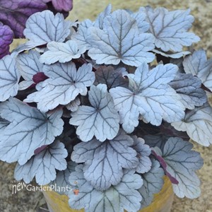 'Silver Gumdrop' Coral Bells