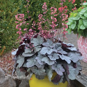 'Silver Gumdrop' Coral Bells