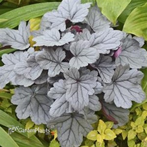 'Silver Gumdrop' Coral Bells