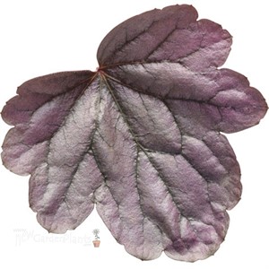 'Silver Gumdrop' Coral Bells