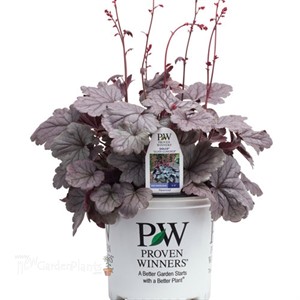 'Silver Gumdrop' Coral Bells