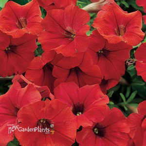 Surfinia® 'Deep Red'