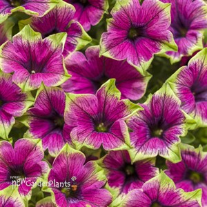Supertunia 'Picasso in Purple'
