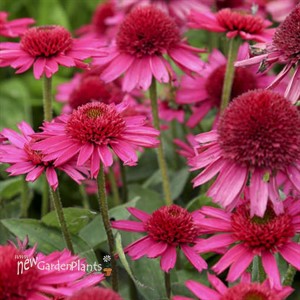 'Delicious Candy' Coneflower