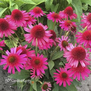 'Delicious Candy' Coneflower