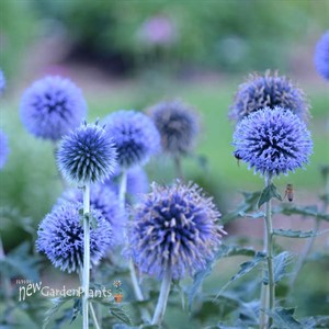 'Blue Globe' Globe Thistle