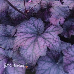'Electric Plum' Coral Bells