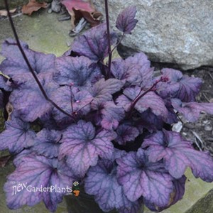 'Electric Plum' Coral Bells
