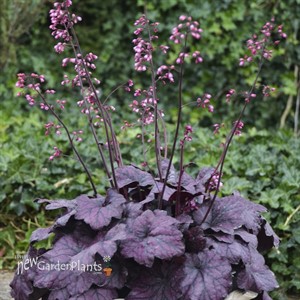 'Electric Plum' Coral Bells