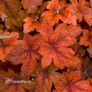 'Pumpkin Spice' PPAF Heucherella