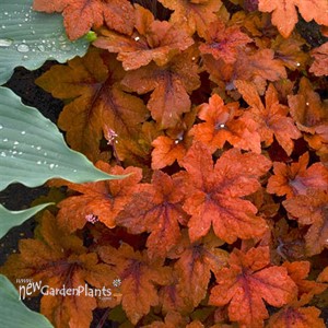 'Pumpkin Spice' PPAF Heucherella