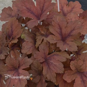 'Pumpkin Spice' PPAF Heucherella