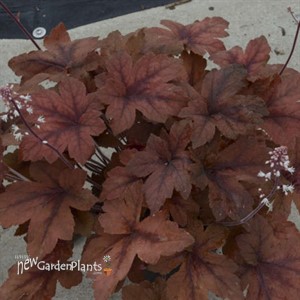 'Pumpkin Spice' PPAF Heucherella