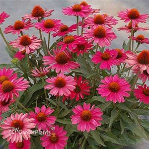 KISMET Raspberry Coneflower