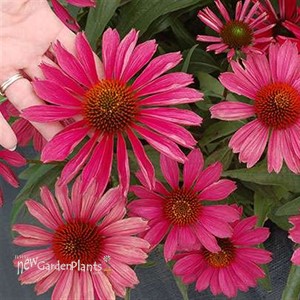 KISMET Raspberry Coneflower