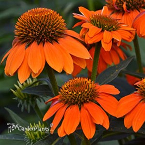 Sombrero Adobe Orange Coneflower