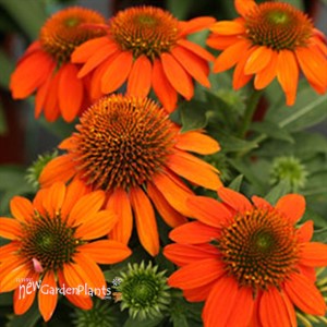 Sombrero Adobe Orange Coneflower