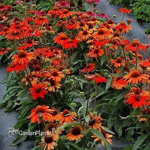 KISMET Intense Orange Coneflower