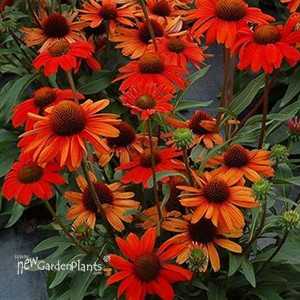 KISMET Intense Orange Coneflower