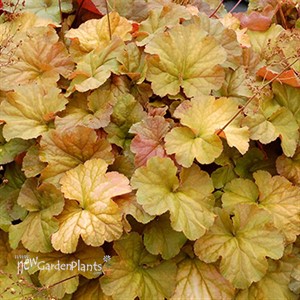 NORTHERN EXPOSURE Amber Coral Bells