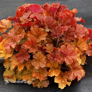NORTHERN EXPOSURE Amber Coral Bells