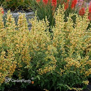'Kudos  Yellow'  Hummingbird Mint