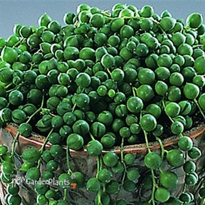 'String of Pearls'  Succulents