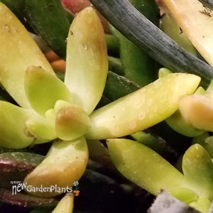 Sedum adolphii Golden Glow