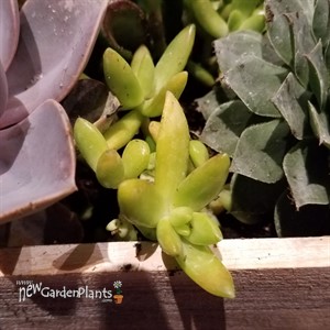 Sedum adolphii Golden Glow