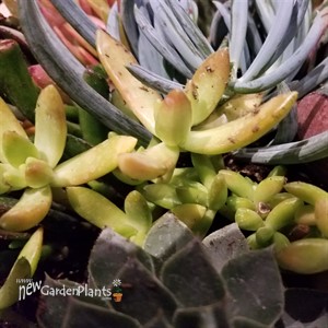 Sedum adolphii Golden Glow