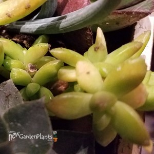 Sedum adolphii Golden Glow