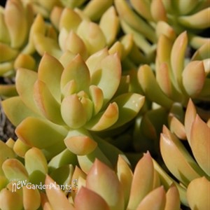 Sedum adolphii Golden Glow