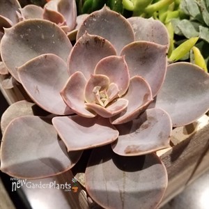 'Perle von Nurnberg' Echeveria