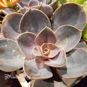 'Perle von Nurnberg' Echeveria