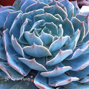 'Caribbean' Echeveria