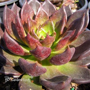 'Black Prince' Echeveria