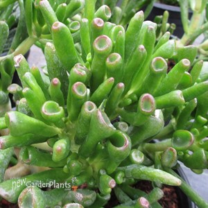 'Hobbit' Crassula