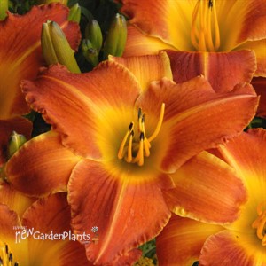 'Bright Sunset' Daylily