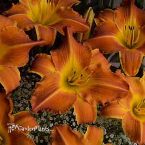 'Bright Sunset' Daylily