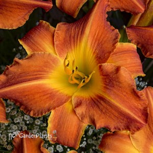 'Bright Sunset' Daylily