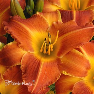 'Bright Sunset' Daylily